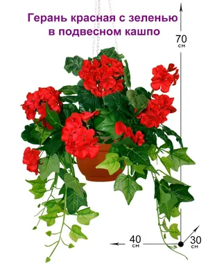 Купить Искусственная Герань красная с зеленью в подвесном кашпо, ФитоПарк  по выгодной цене в интернет-магазине OZON.ru (946006369)
