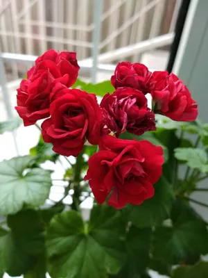 Пеларгония живые розы - фото и картинки: 60 штук