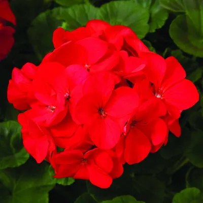 цветок бордовый пеларгоний. герань. цветоводство и выращивание растений  Стоковое Изображение - изображение насчитывающей природа, промахов:  219283405