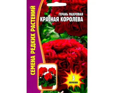 Красная розебудная пеларгония (герань) – купить в Москве, цена 200 руб.,  продано 10 января 2021 – Растения и семена