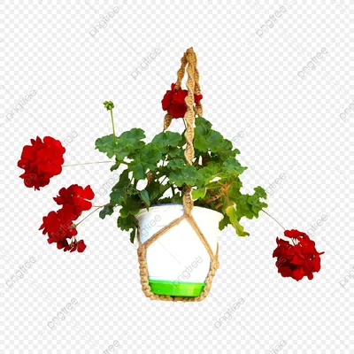 цветок бордовый пеларгоний. герань. цветоводство и выращивание растений  Стоковое Изображение - изображение насчитывающей крыто, рост: 219283307