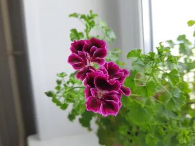 Розебудная герань обильно цветëт …» — создано в Шедевруме