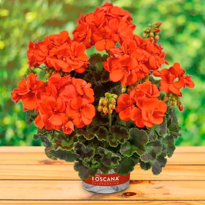 Пеларгония плющелистная (Герань) (Pelargonium peltatum) в кашпо — Рассада  цветов и овощей.