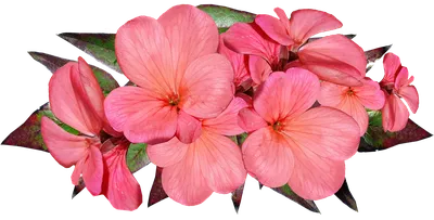 Пеларгонии (Герань) цветов для дома и сада Пеларгония герань зональная  Горизонт Виолет многолетник - купить по выгодным ценам в интернет-магазине  OZON (625443875)