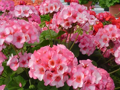 Пеларгония плющелистная (Герань) (Pelargonium peltatum) в кашпо — Рассада  цветов и овощей.