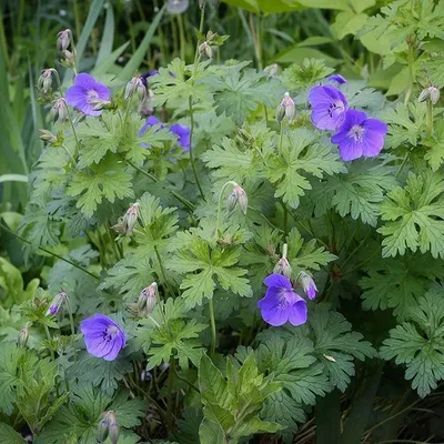 Герань гималайская \"Пленум\" (Geranium himalayense \"Plenum\") - Питомник и  Садовый центр Русские Деревья