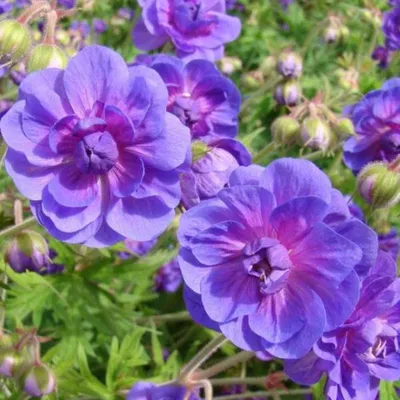 Герань гималайская Geranium \"Plenum\" | Сибирские газоны - Сибирские газоны