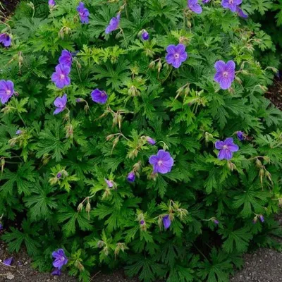 Герань гималайская (Geranium himalayense)