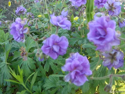 Герань гималайская Baby Blue | 450р. | покупайте в садовом центре  ivino.garden