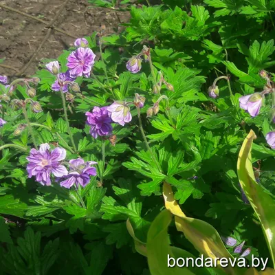 Герань гималайская (Geranium himalayense `Baby Blue`) - Герань гималайская  - Герань - Многолетники - Каталог - LESKOVO-PITOMNIK.ru