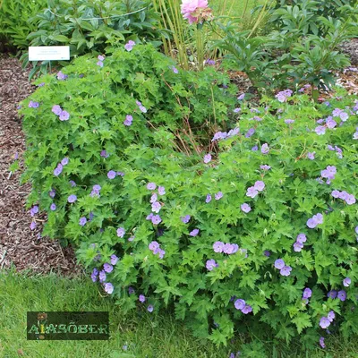 Герань гималайская 'Irish Blue' (6 шт) - Aiasõber