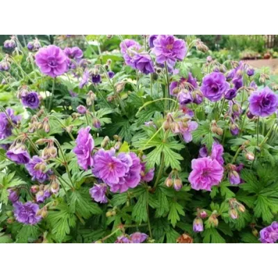 Герань гималайская \"Пленум\" (Geranium macrorrhizum 'Plenum') - Герань-  каталог многолетников- Эко-сад