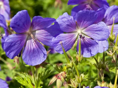 Герань гималайская ф. махровая – Geranium himalayens ”Plenum” — Artgeo