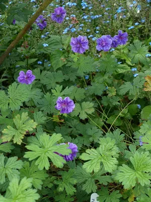 Герань гималайская (Geranium himalayense Baby Blue)