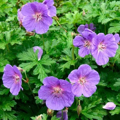 Герань гималайская \"Пленум\" (Geranium himalayense \"Plenum\") - Питомник и  Садовый центр Русские Деревья