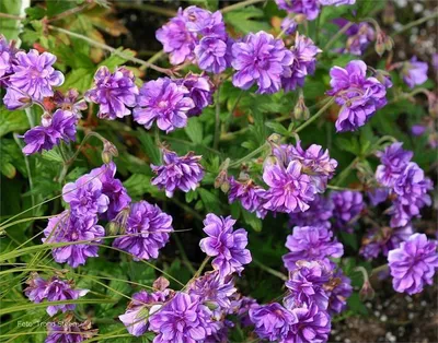 Герань гималайская \"Бэби Блю\" (Geranium himalayense 'Baby Blue') - Герань-  каталог многолетников- Эко-сад