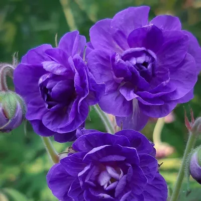Герань гималайская \"Бэби Блю\" (Geranium himalayense \"Baby Blue\") - Питомник  и Садовый центр Русские Деревья