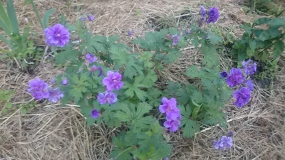 Купить саженцы Герань Пленум от АФ \"Поиск\", 5653