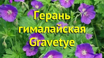 Герань гибридная Розанна Р9 купить за 590 р. в садовом центре АСТ Медовое