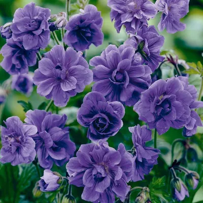 Герань гималайская Plenum - Герань - GardenPlants