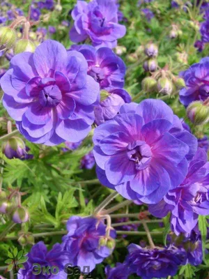 Герань гималайская \"Пленум\" (Geranium macrorrhizum 'Plenum') - Герань-  каталог многолетников- Эко-сад