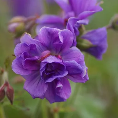 Герань гималайская \"Пленум\" (Geranium himalayense \"Plenum\") - Питомник и  Садовый центр Русские Деревья