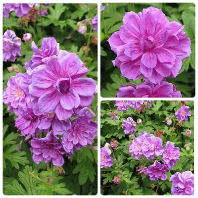 Герань гималайская Пленум. Краткий обзор, описание характеристик geranium  himalayense Plenum - YouTube