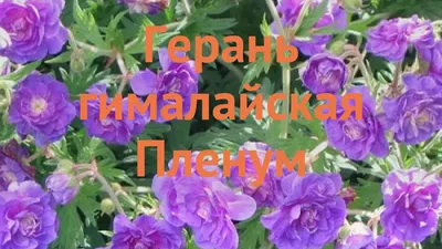 Долина Растений | Россия on Instagram: \"🌺Герань гималайская Пленум  🌱Производитель: Долина растений 🔸Количество в упаковке: 1 корневища Герань  гималайская Пленум – компактный многолетник высотой около 25 см, требующий  минимум ухода! ⠀