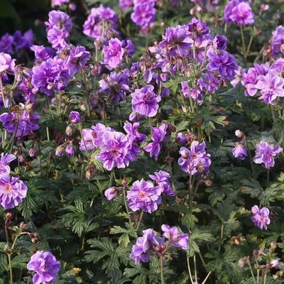 Герань гималайская 'Plenum' (Geranium himalayense 'Plenum')