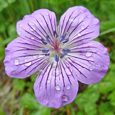 Герань Власова (Geranium wlassovianum): купить саженцы в Екатеринбурге в  питомнике по цене 390.00 Р