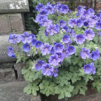 Герань гималайская \"Пленум\" (Geranium himalayense \"Plenum\") - Питомник и  Садовый центр Русские Деревья