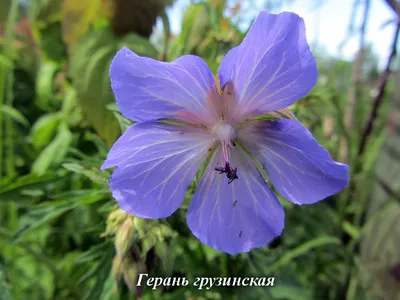 Герань садовая многолетняя — купить по низкой цене на Яндекс Маркете