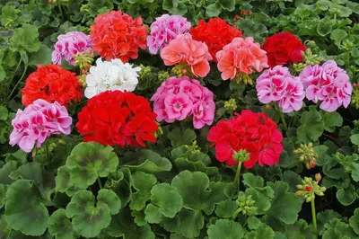 Герань (пеларгония) красная с белым центром | Герань (Pelargonium)