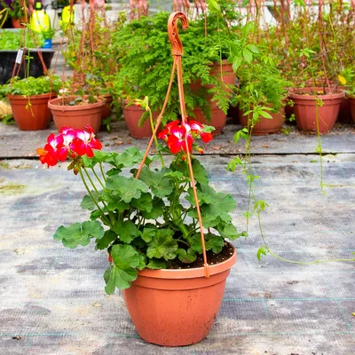 Amazon.com: Pelargonium graveolens. Преимущества и лечебные свойства:  Розовая герань, свойства и лечебные свойства (Russian Edition):  9786204388663: Селми, Слимен, Ртиби, Каис: Books