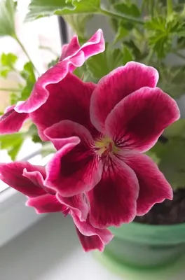 Герань (пеларгония садовая) (Pelargonium x hortorum)