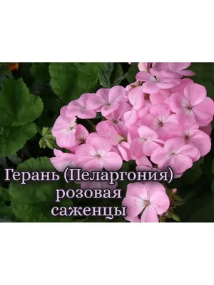 Пеларгония плющелистная (Герань) (Pelargonium peltatum) в кашпо — Рассада  цветов и овощей.