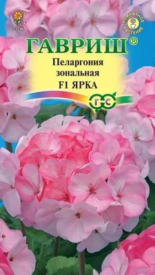 Герань кроваво-красная Визион Пинк: купить в Москве саженцы Geranium  sanguineum Vision Pink в питомнике «Медра»