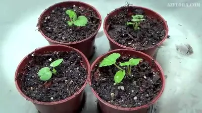 Выращивание Герани из семян. Скарификация, посев, уход за сеянцами - YouTube