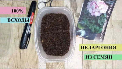 Пеларгония из семян, сею всегда только так, всегда 100% всхожесть, всходит  за 2-3 дня - YouTube