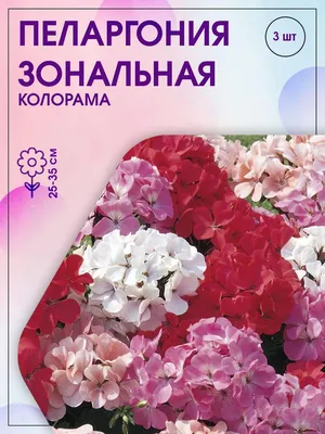 Пеларгонии (Герань) ПОИСК Агрохолдинг 410113 - купить по выгодным ценам в  интернет-магазине OZON (193096112)