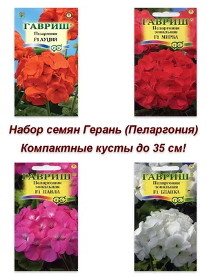 Пеларгонии (Герань) Гавриш Семена, комнатные цветы Герань (Пеларгония), 4  штуки - купить по выгодным ценам в интернет-магазине OZON (249711701)