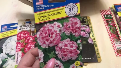 Пеларгония из семян в домашних условиях — выращиваем редкие сорта