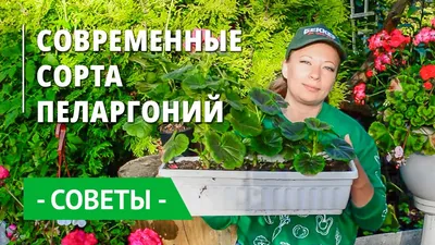 Пеларгония (Герань) Ринго 2000 F1 Кардинал (Ringo 2000 F1 Cardinal) семена  купить в Украине | Веснодар