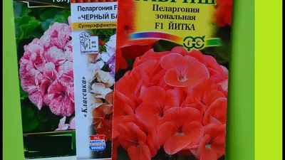 Пеларгония (Герань) Буллс Ай F1 Микс (BullsEye F1 Mix) семена купить в  Украине | Веснодар