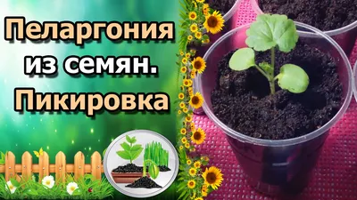 🌸ПЕЛАРГОНИЯ (ГЕРАНЬ) ИЗ СЕМЯН. ПИКИРОВКА СЕЯНЦЕВ, УХОД. - YouTube