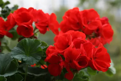 Пеларгония домашняя - Пеларгония - Красивоцветущие растения - Комнатные  растения - GreenInfo.ru