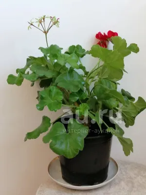 Комнатная герань: подкормки для обильного цветения | Растения, Вырастить  зеленый лук, Органическое садоводство