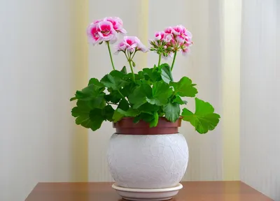 Искусственный цветок Герань - искусственные комнатные цветы купить
