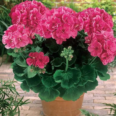 Искусственный цветок Герань ампельная красная 65 см — цена в Ижевске,  купить в интернет-магазине, характеристики и отзывы, фото