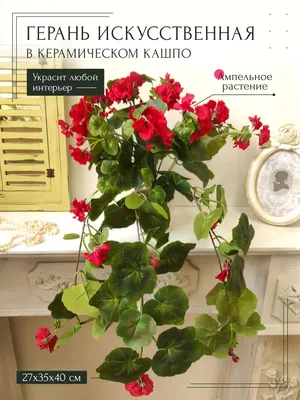 Герань (Geranium) Փիփերտ - Комнатные растения - List.am